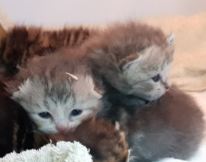  Pet hotel iVET animal hospital opens 24 hour